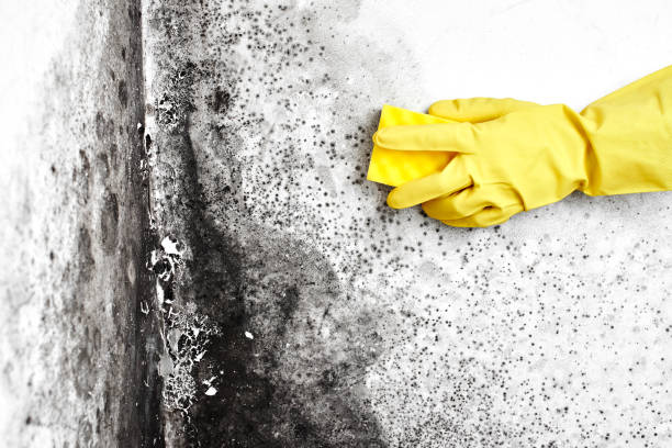Best Mold Remediation for Healthcare Facilities  in Cohoe, AK