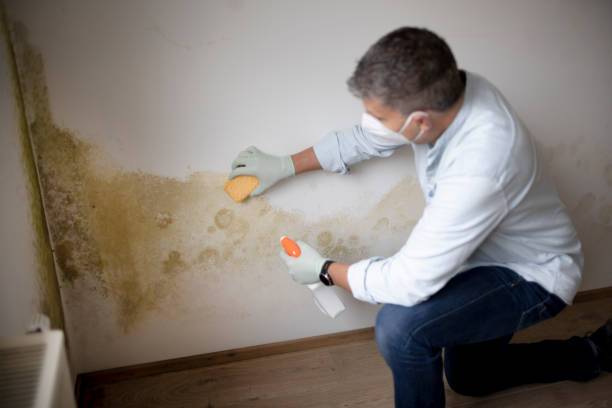 Best Commercial Mold Inspection  in Cohoe, AK