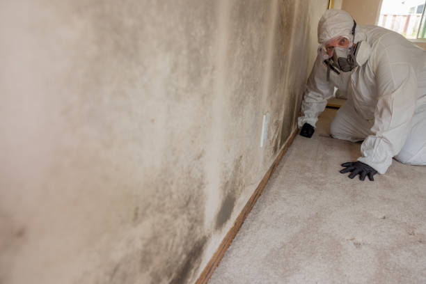 Environmental Consulting for Mold Prevention in Cohoe, AK